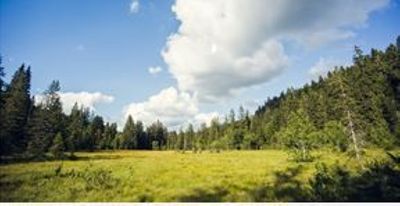 Capture.JPG