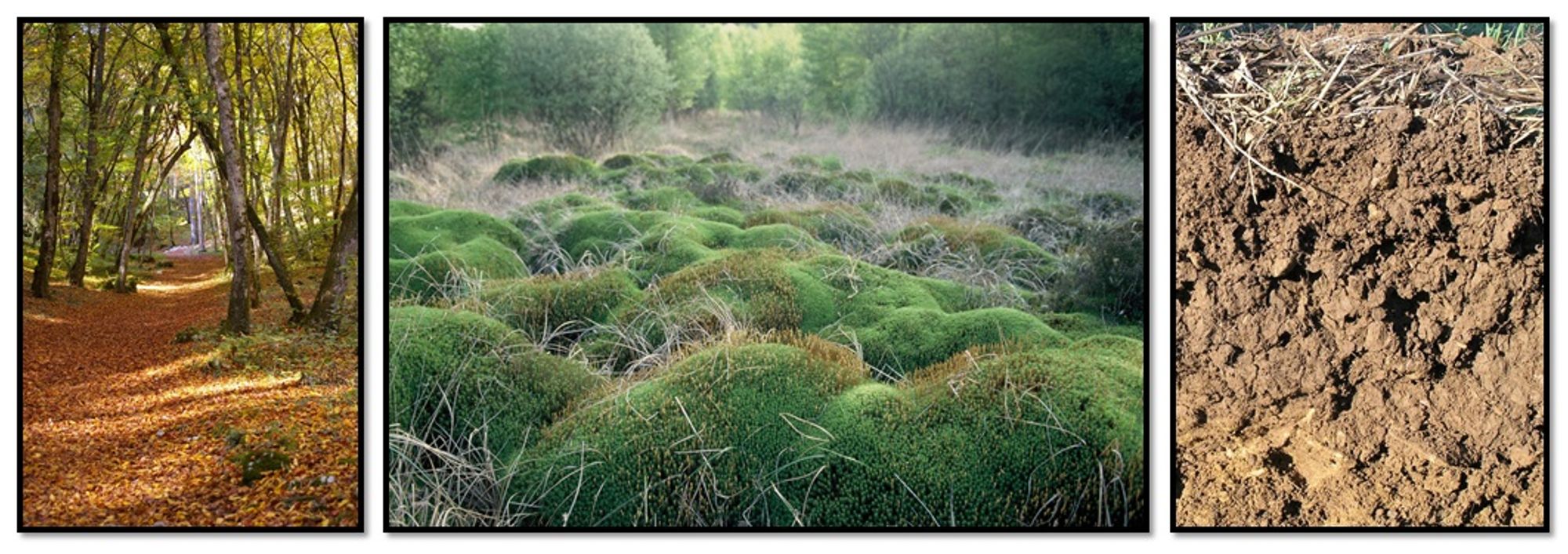 Crédit photo : Sous-bois © JP-VIDAL / Tourbière © Alain Desbrosses / coupe sol © Agrosup Dijon